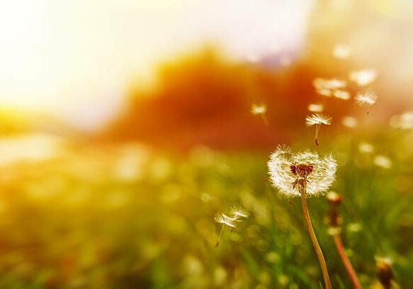front view of dandelion with seeds in the wind in spring nature.